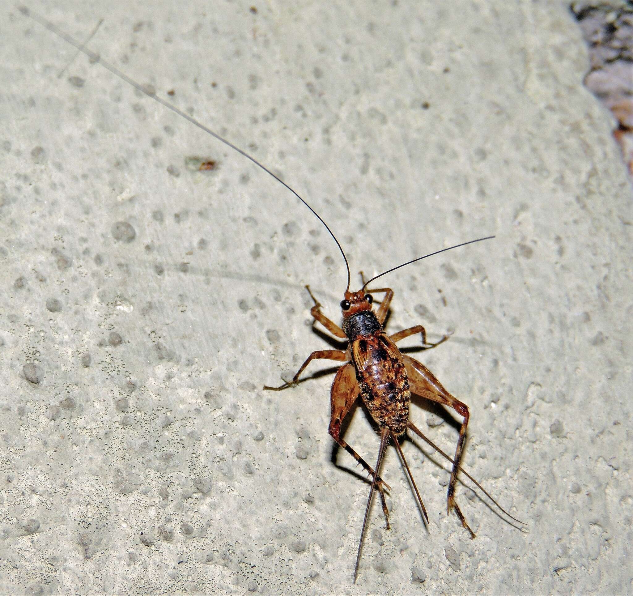 Image of Ubiquepuella telytokous Fernandes & M. L. 2015