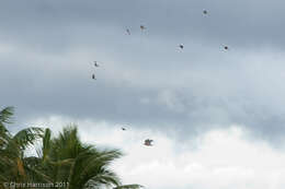 Image of Fiji Goshawk