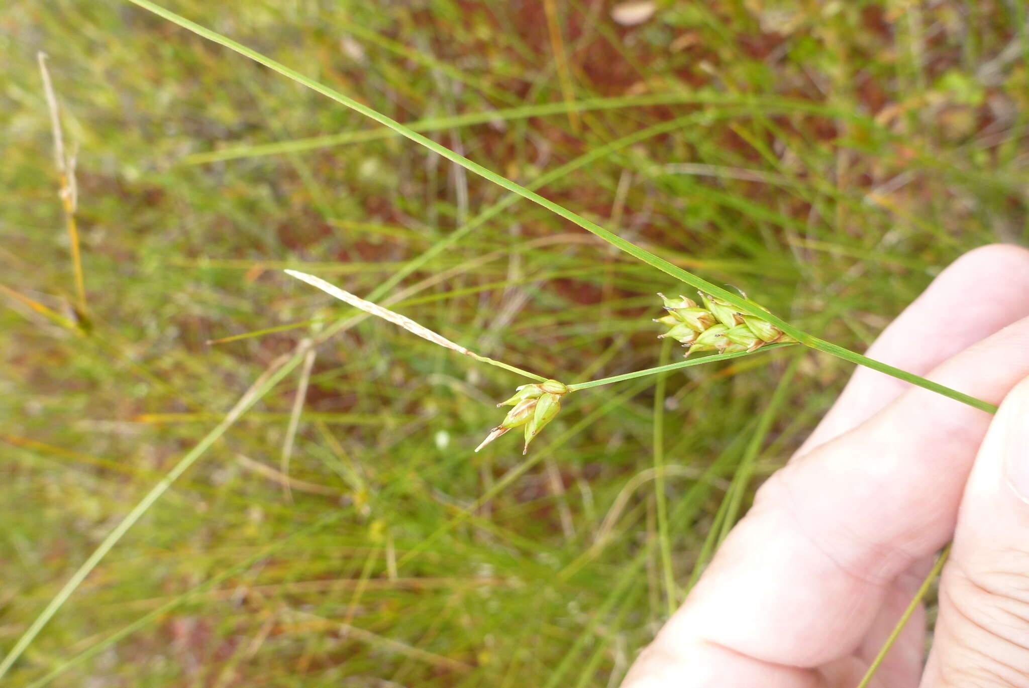 Image of Fewseed sedge