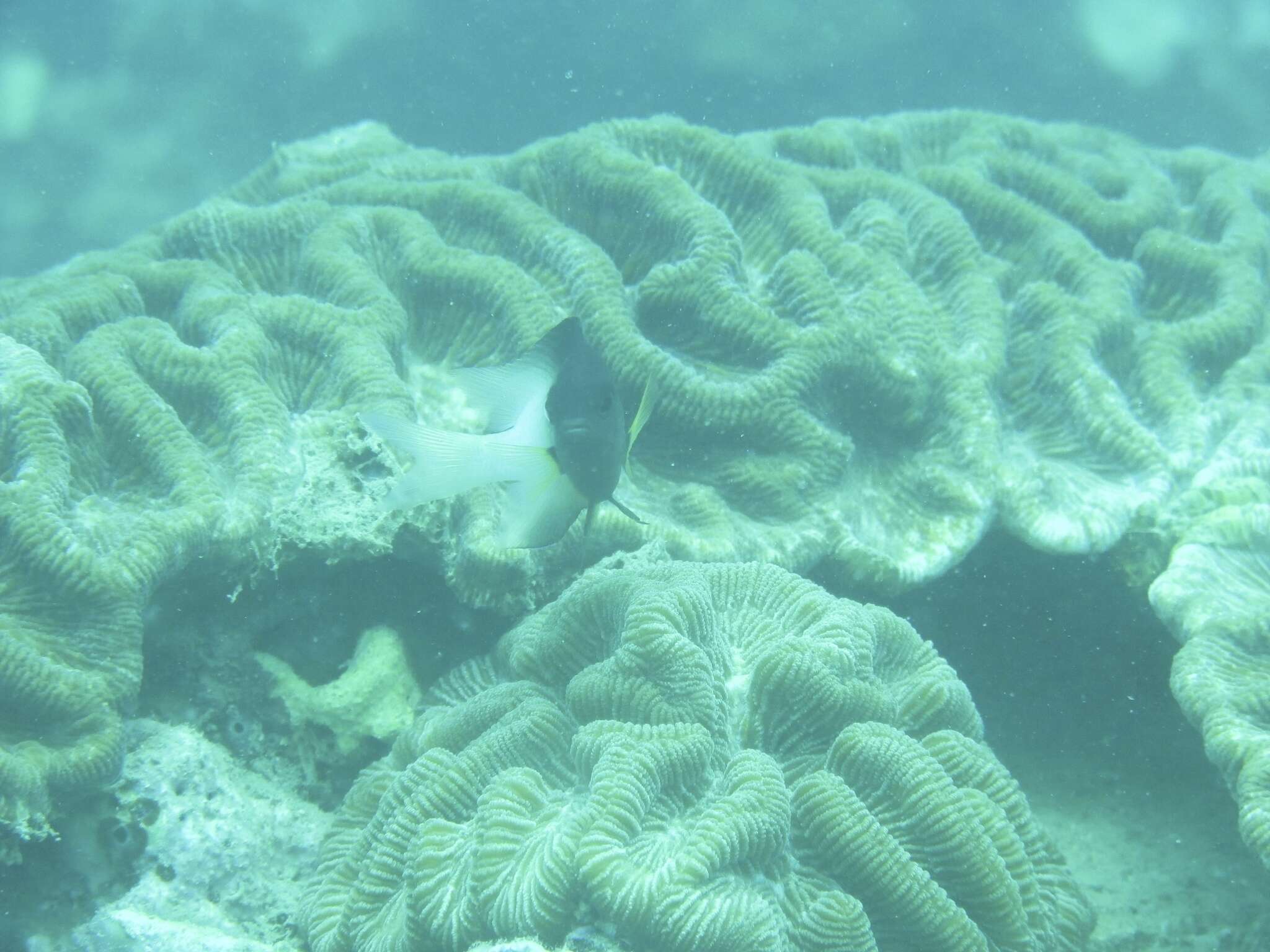 Image of Bicolor Damselfish