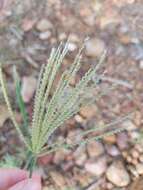 Image of windmill grass