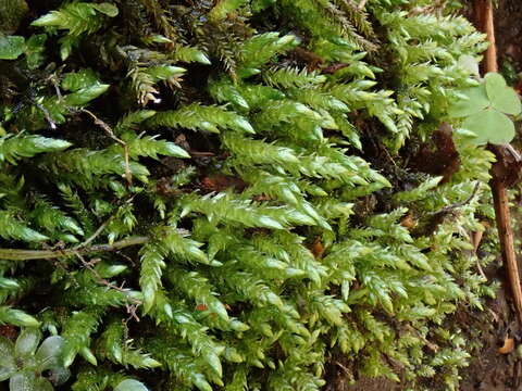 Image of river feather-moss