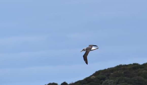 Image of Buller's Albatross