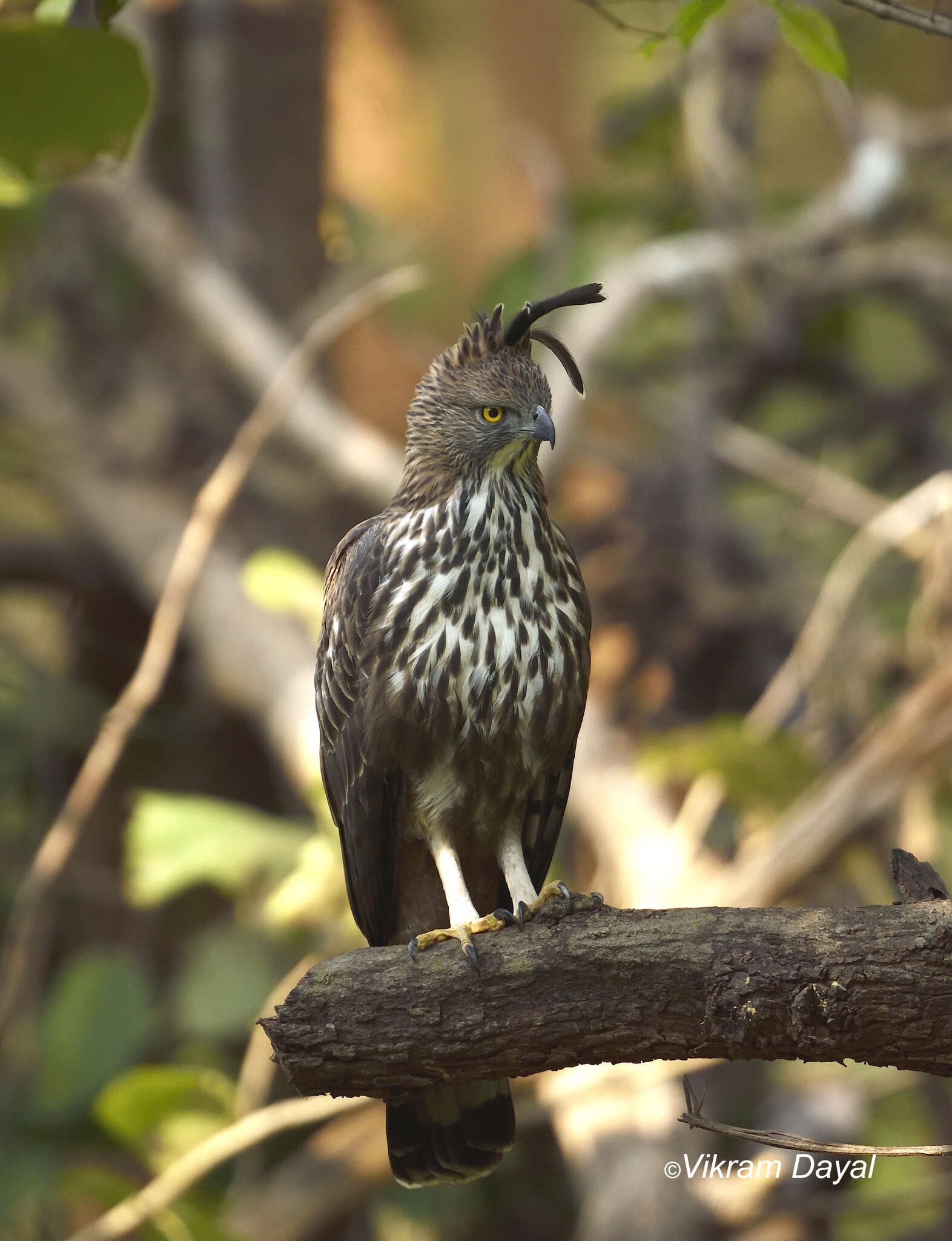 Nisaetus cirrhatus cirrhatus (Gmelin & JF 1788) resmi