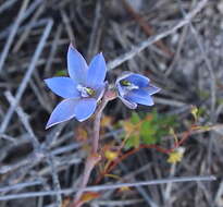 Image of Gumland sun orchid