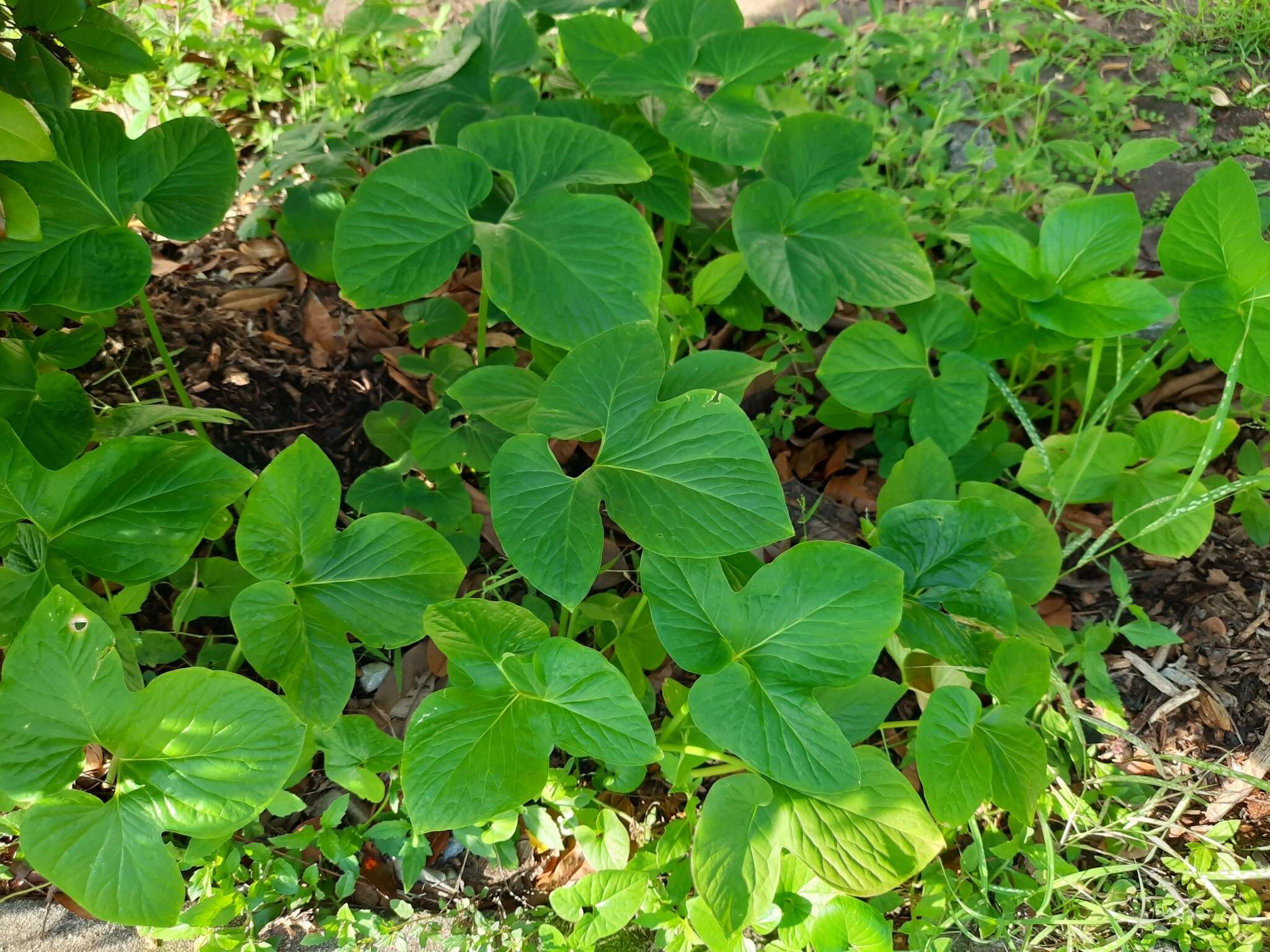 Imagem de Typhonium trilobatum (L.) Schott