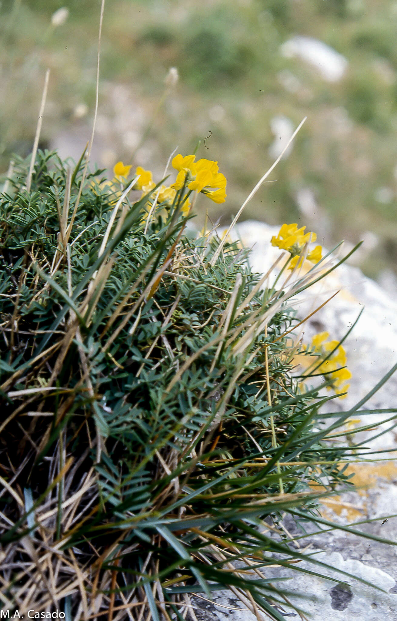 Image of Hippocrepis balearica Jacq.