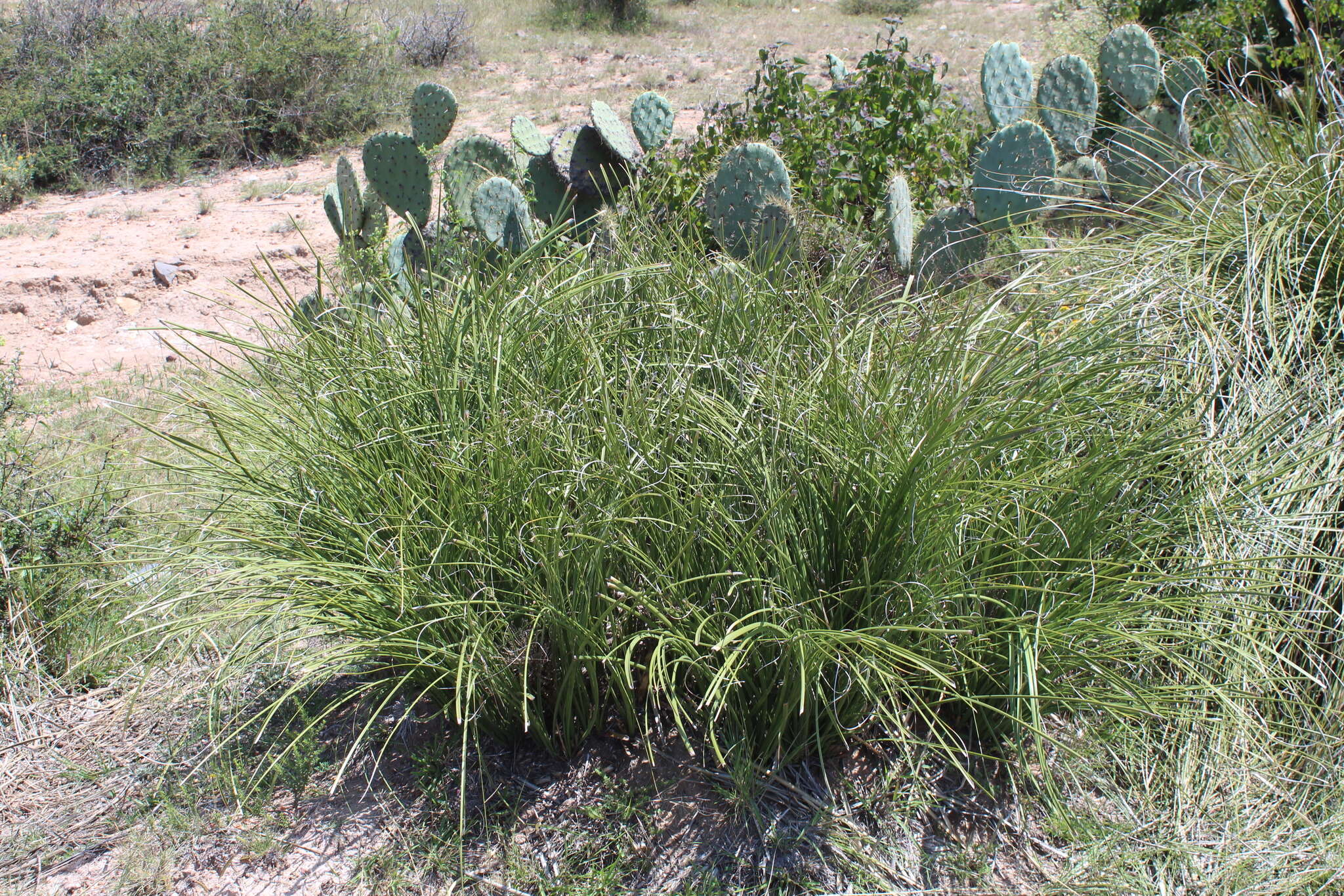 Image of Nolina juncea (Zucc.) J. F. Macbr.