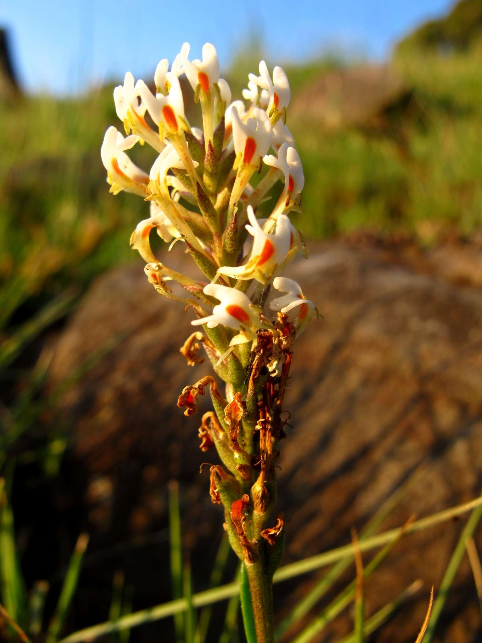 Sivun Hebenstretia comosa Hochst. kuva