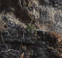 Image de Laelia autumnalis (Lex.) Lindl.