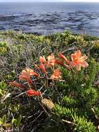 Image of Gladiolus miniatus Eckl.