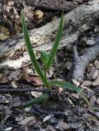 Image of Pterostylis cardiostigma D. Cooper