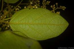 Image of Parsonsia fulva S. T. Blake