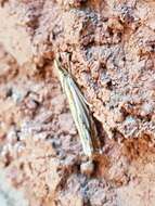 Image of Pasture Grass-veneer