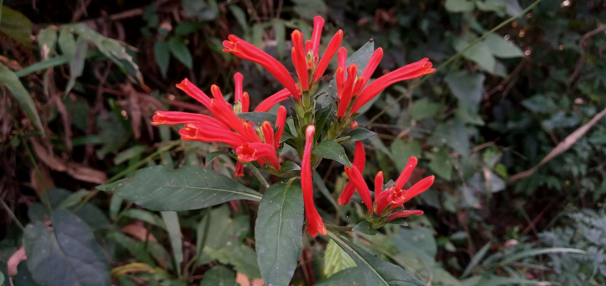 Geissomeria longiflora Lindl. resmi