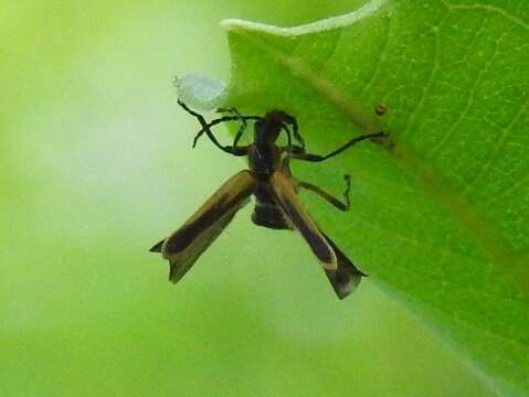 Image de Eryniopsis