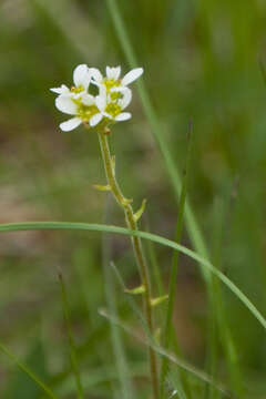 Image of Saxifraga bulbifera L.