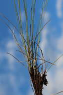 Plancia ëd Eragrostis capensis (Thunb.) Trin.