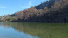 Image of Mexican Cypress