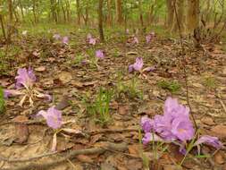 Image of Mauve ginger