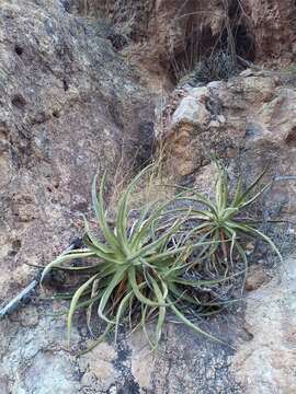 Image de Agave chrysoglossa I. M. Johnst.