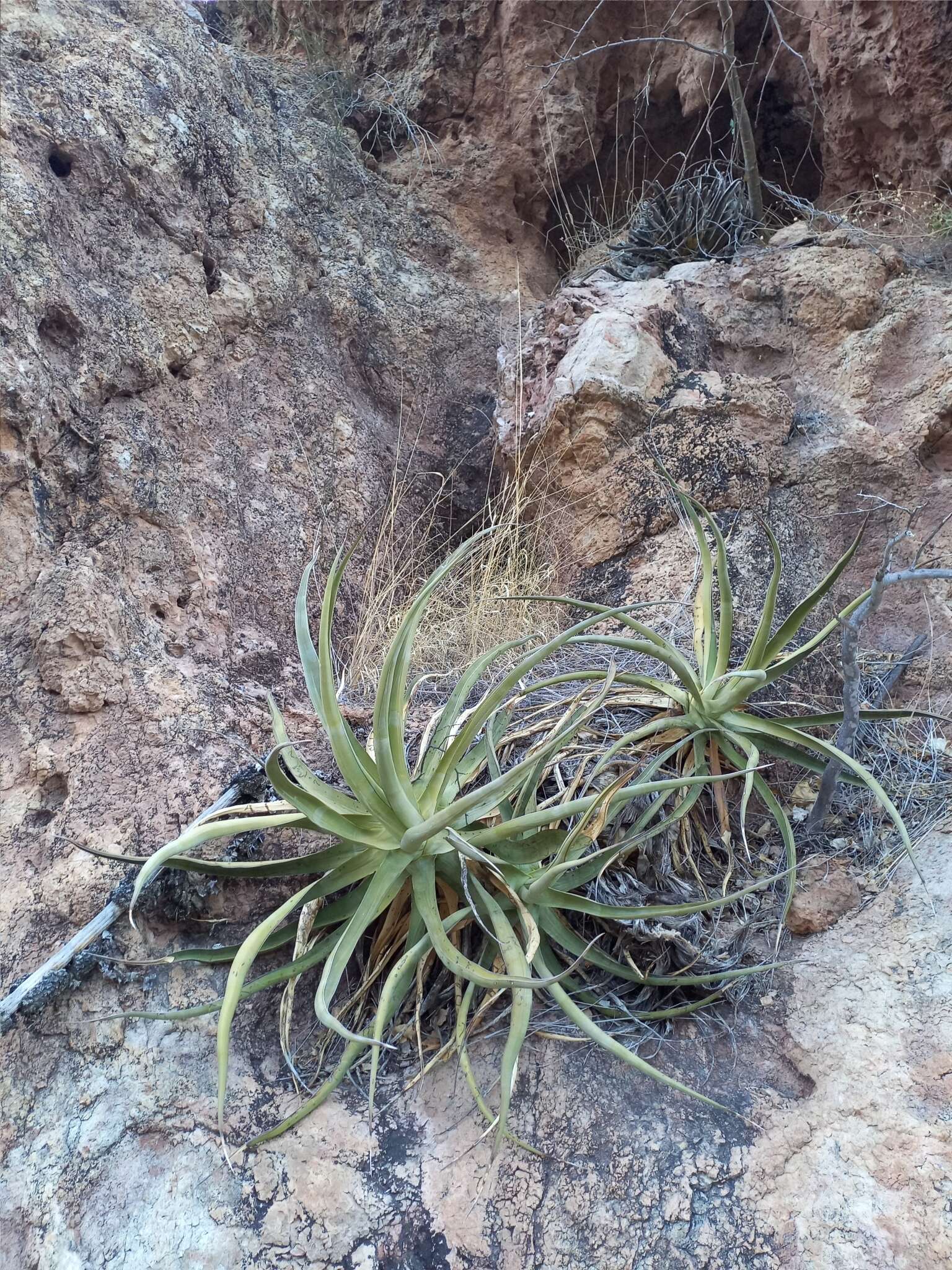 Image of Agave chrysoglossa I. M. Johnst.