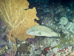 Image of Giant Wrasse