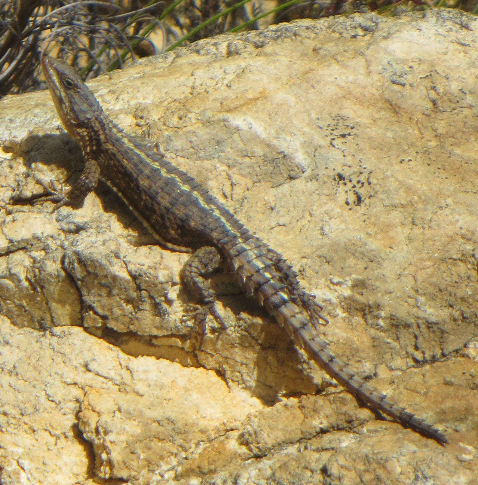 Image of Cape Girdled Lizard