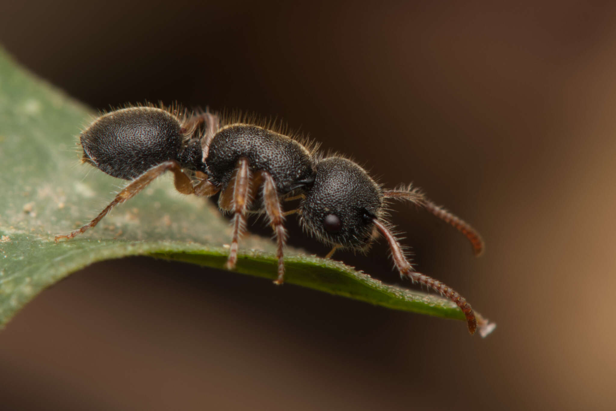 Слика од Echinopla turneri Forel 1901