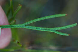 Image of Serruria heterophylla Meissn.