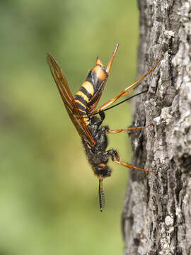 Image of Tremex fuscicornis (Fabricius 1787)