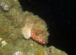 Image of Eastern Red scorpionfish