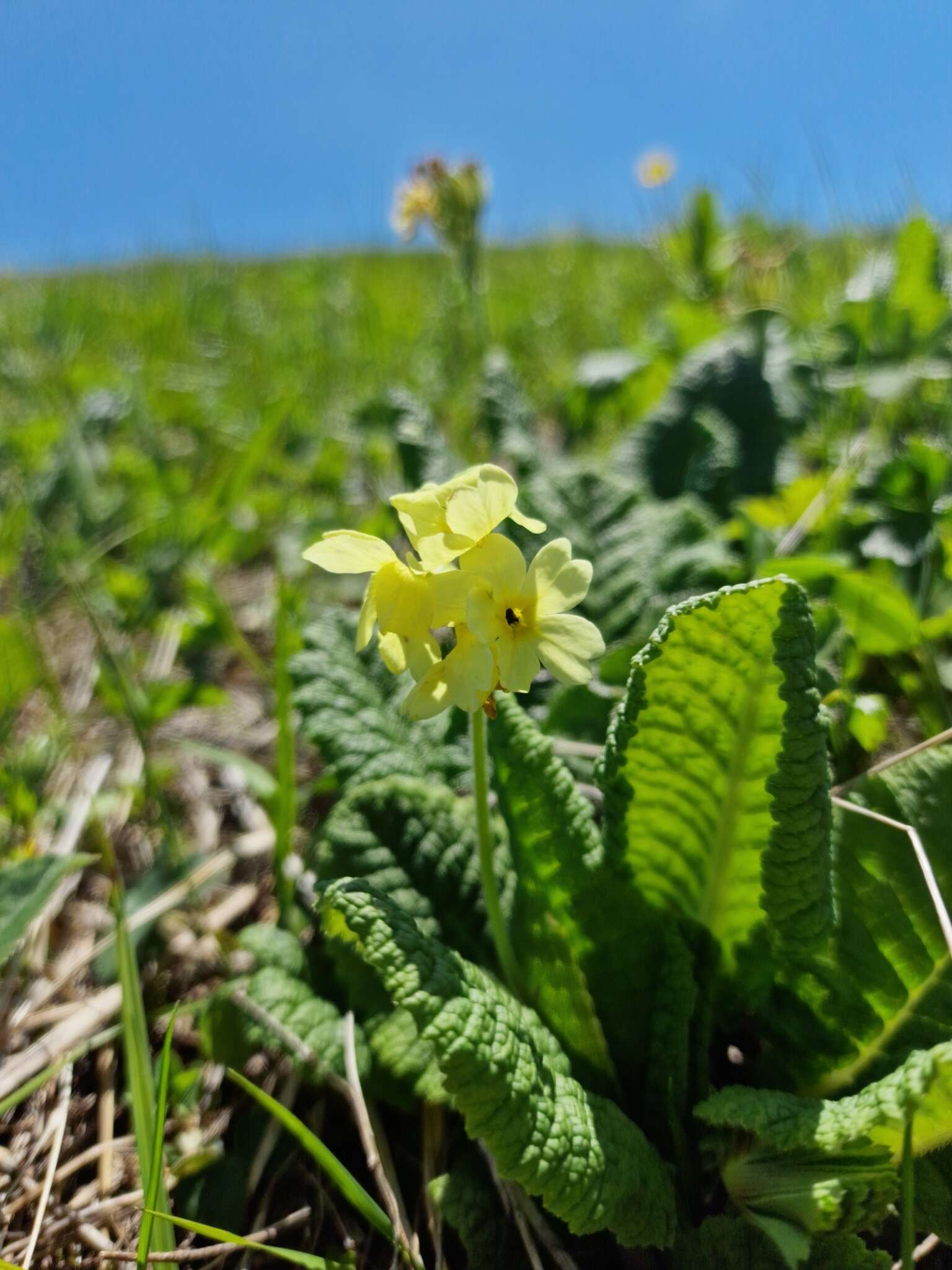 Image of Primula ruprechtii Kusnez. ex Lipsky