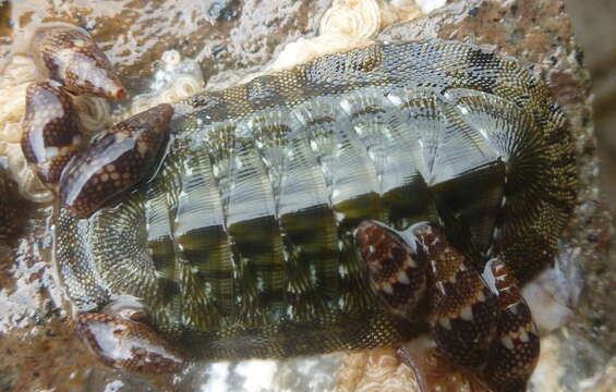 صورة Chiton virgulatus G. B. Sowerby II 1840