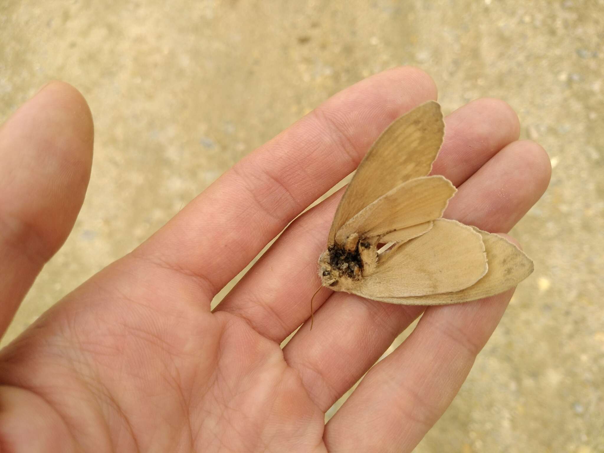 Image of Pine-tree Lappet