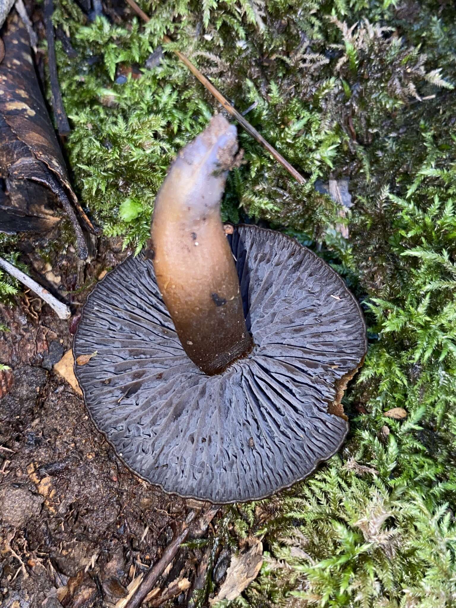 Image of Hygrocybe keithgeorgei (G. Stev.) E. Horak 1971