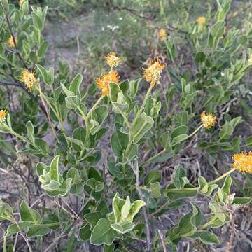 Image of Cephalocroton