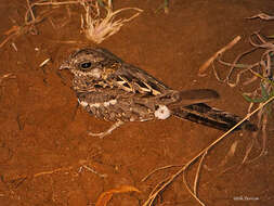 Image of Slender-tailed Nightjar