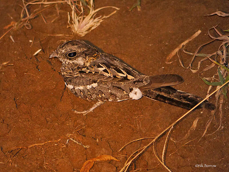 Image of Slender-tailed Nightjar