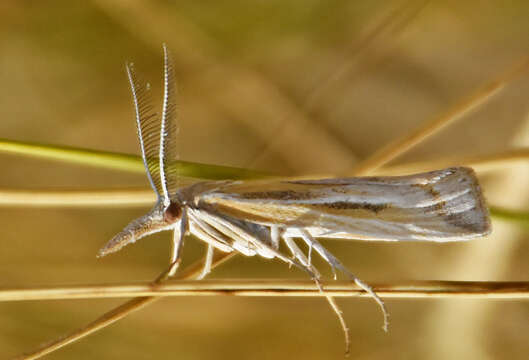 Image of Woolly Grass-veneer Moth