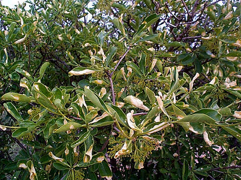 Image of Pavetta gardeniifolia var. subtomentosa K. Schum.