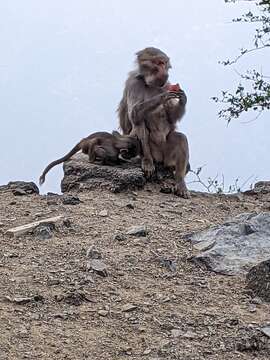 Image of hamadryas baboon