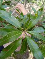 Image de Lithraea brasiliensis March.