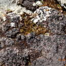 Image of lecidoma lichen
