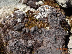 Image of lecidoma lichen