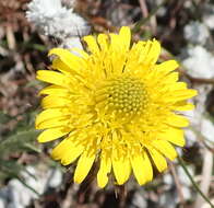 Image of Berkheya insignis (Harv.) Thell.