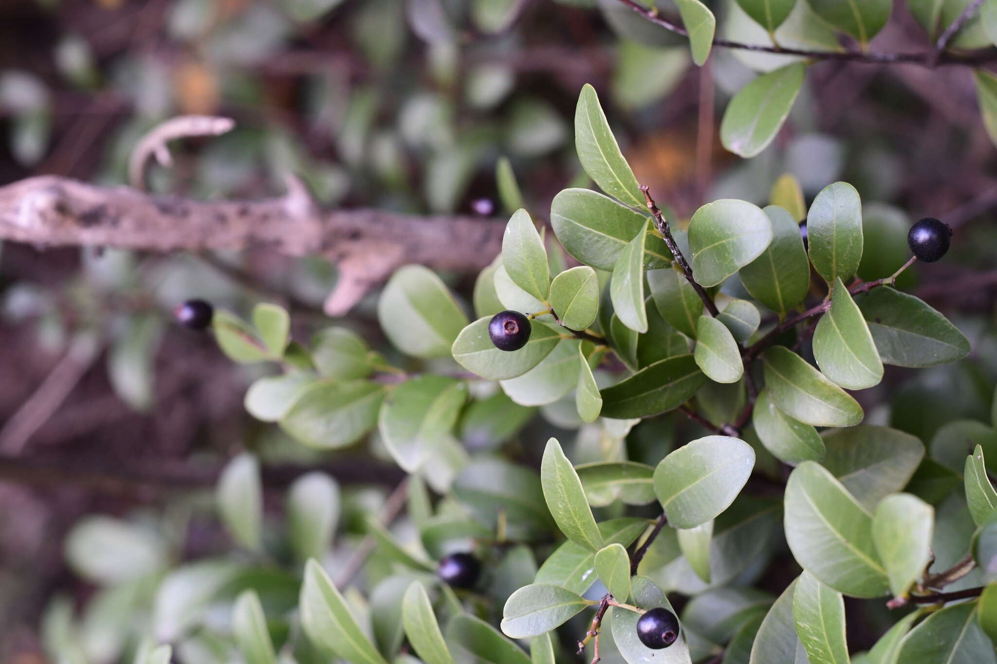 Image of Syzygium buxifolium Hook. & Arn.