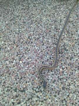 Image of Desert Kingsnake