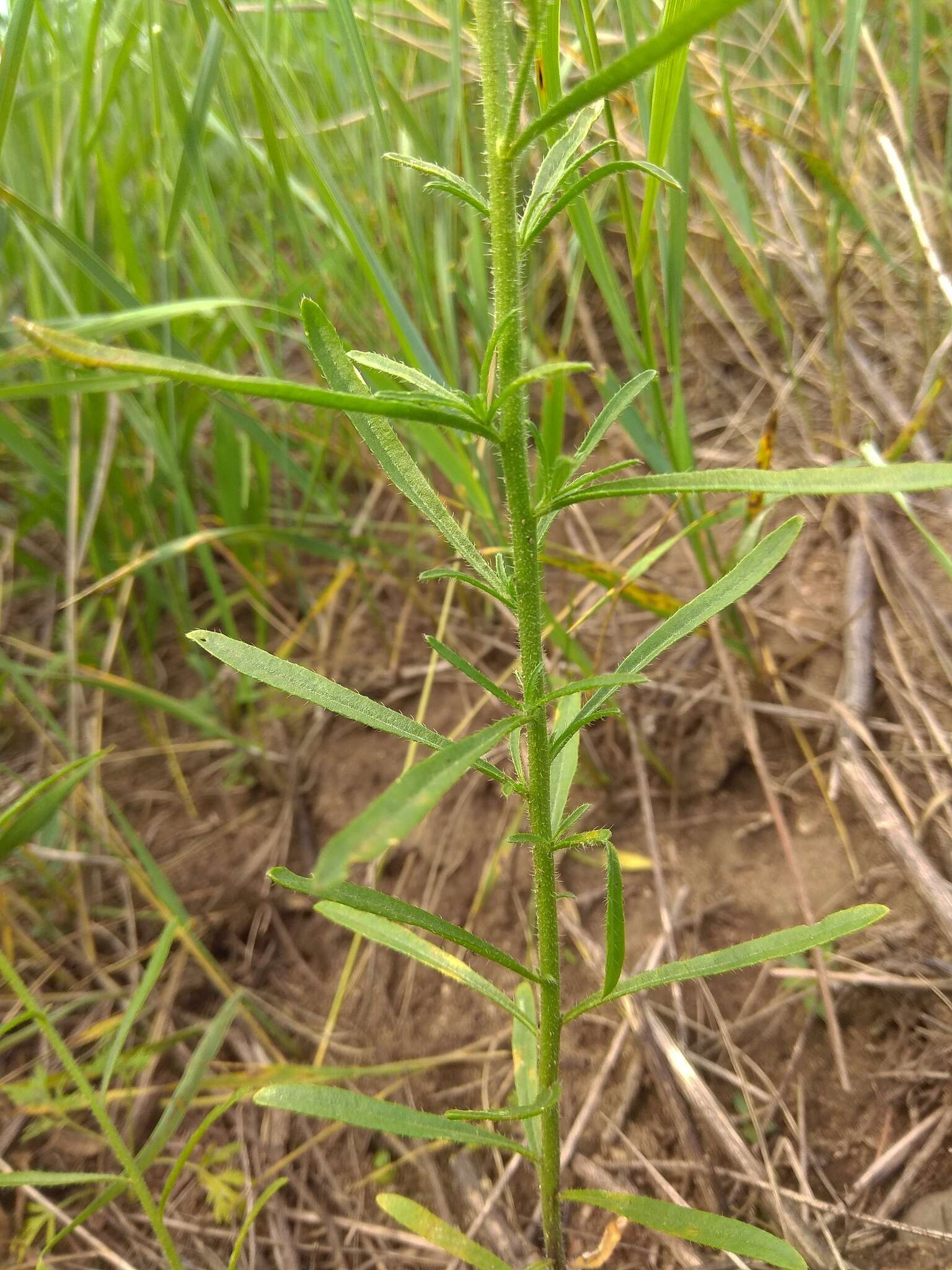 Imagem de Dontostemon micranthus C. A. Mey.