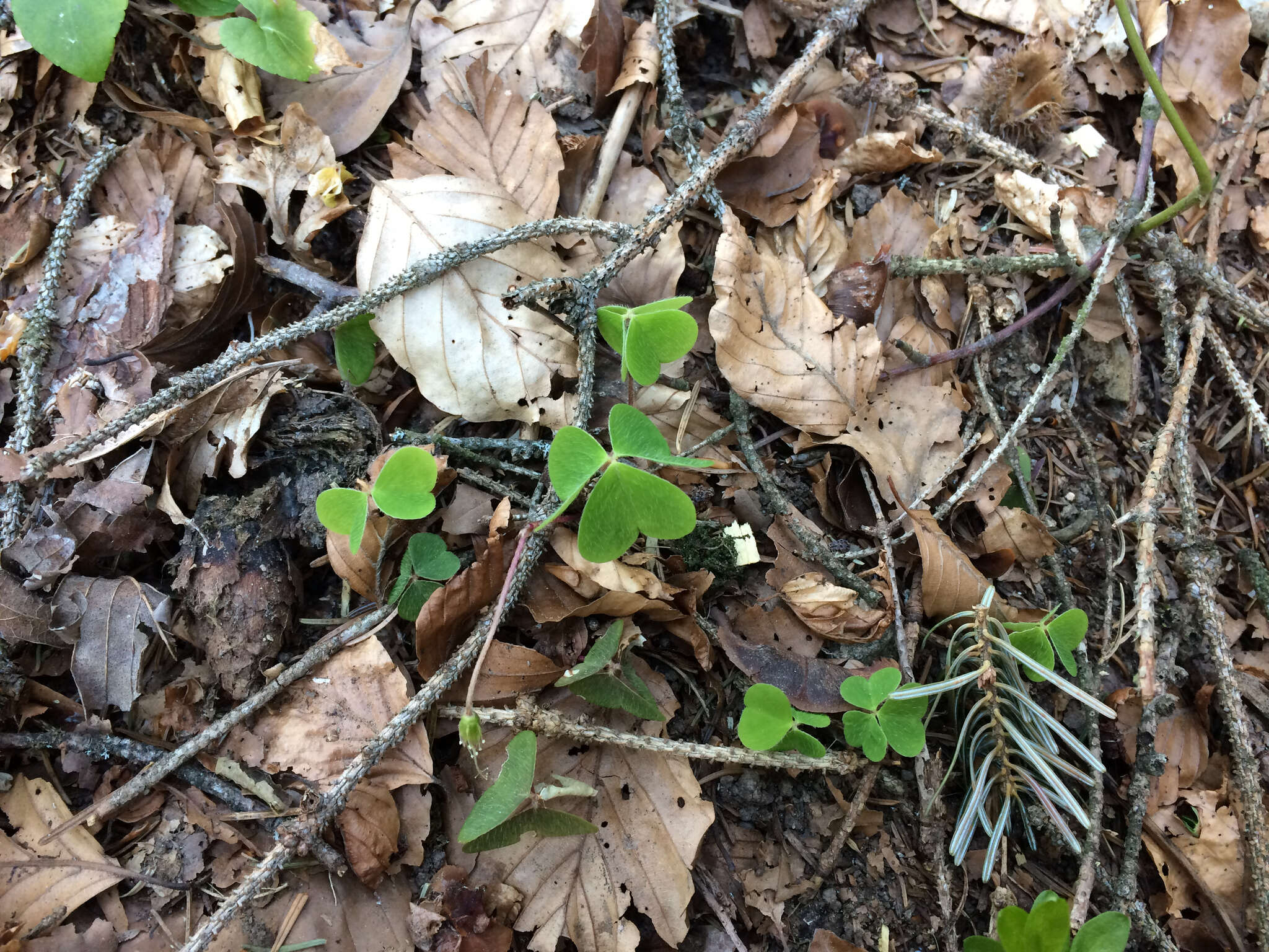 Imagem de Oxalis acetosella L.